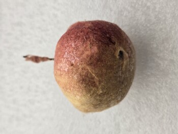 Ватная елочная игрушка СССР . Персик. - Мир монет