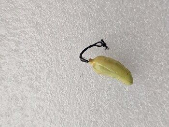 Елочная игрушка для мини-елки СССР, стекло. Огурец . - Мир монет